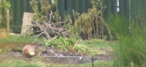 FRESH CUT BRANCHES ON DOUSED ASHES